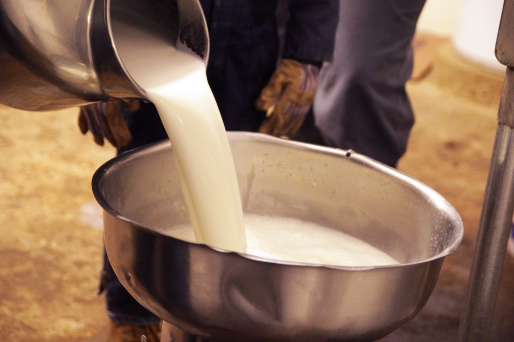Raw milk being poured through funnel